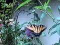 in de tuin 23 juli