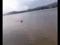 Labrador Retriever video