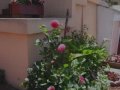 Pink Martini - Sympathique (Dahlia version) Pink Martini - Sympathique (Dahlia version)