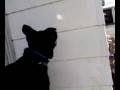 videos de Dog Chasing Light