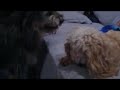 Dog's Play Fighting