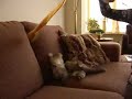 Ons nieuwe huisdier: de poes SophieEen Noorse Boskat