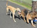 Dog Dance Dog Dance