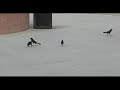 Crow Final