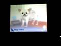 Nintendogs: Dalmation and Friends