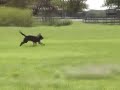 Disaster Dog in Training