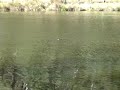 platypus
