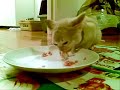 Talking burmese - yum yum yum