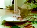 Talking burmese - yum yum yum