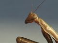 Close up Mantid