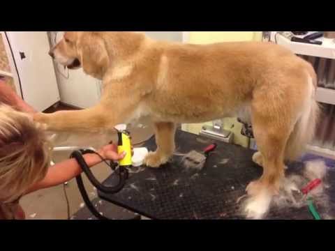 Westlake Village Pet Grooming, It's Pawfect- Summer Cut on a Golden!