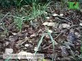 EL CORRO DE BRUJAS DEL PERRETXIKO