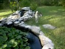 my pond , part two my pond , part two