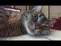 Thunderstorm cat