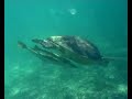 tortues mayotte part1