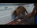 Clive F1 chausie meets leg of rabbit