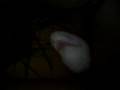 videos de bunny