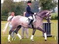 Dressuur paarden