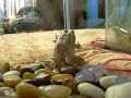 Hi there! this is a quick mini video of the new pimped house of my frog (fucky).It has almost 3 years with me and finally yesterday i got some extra money to pimp its home. Fucky is so happy because of the way it jumps around the bowl.Its a great animal, even people says its not beautiful, for me is the most beautiful frog ive ever seen. :)AUDIO: SIGUR RÓS - SAEGLOPUR edited 1.40min by myselfUMG is the owner of copyrights.