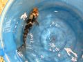 Koi Fry 1 Year old 1