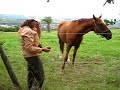 Feeding A Horse Apples Feeding A Horse Apples