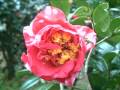 情定花徑間(採花賊)
