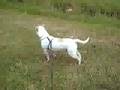 Bull Terrier Inglés video