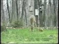 Squirrel attacks deer Squirrel attacks deer