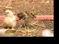 Chicken Talk