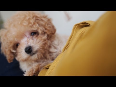 TEDDY