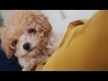 Domo the Teddy Bear Puppy