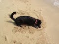犬を海で遊ばせてみた