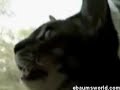 Gatto che abbaia