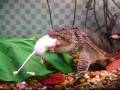 Monster Pwns 2 Mice (2)
