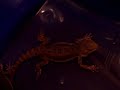 Set up a bearded dragon vivarium.