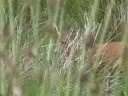Roe Deer