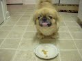 Peanut Butter Dog