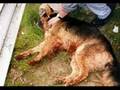 No abandones a tus mascotas