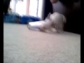 videos de Snowcone drinking milk