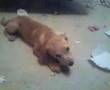Lilly on the Floor, then Mel licking Abby's Feet