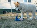 A Hectic Wolf-Dog\