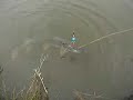 Nice Big 45+ inch  Dutch Pike part 1