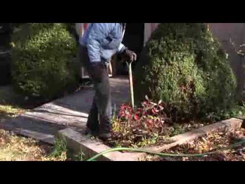 how to transplant azalea bushes