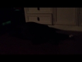 DOG TALKS IN HIS SLEEP