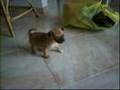 Pug video