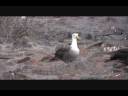 Espanola Island - Point Suarez