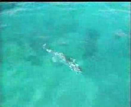 Mackerel Fishing with LAZER LURES