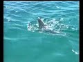 Mackerel Fishing with LAZER LURES - www.lazerlures.com Mackerel Fishing with LAZER LURES - www.lazerlures.com