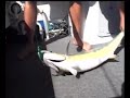 Mackerel-Fishing-wit