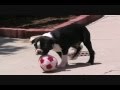 Boston Terrier video